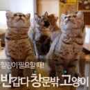 반갑다창문밖고양이 이미지