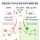 생쥐에 이것 이식하니 알츠하이머 합병증 모두 예방 이미지