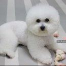 도그레이 이미지