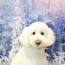 메종VIP203 이미지