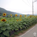 해바라기마을과 시골 기차역으로 떠나는 여름 여행 이미지