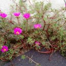 자미원농장 이미지