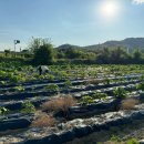 청태농장 이미지