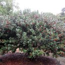 일출랜드식물원 이미지