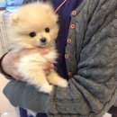 한솔동물병원 이미지