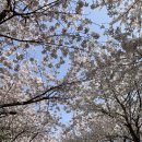 산업로156번길 | 황구지천 벚꽃길 카페 추천 매머드 익스프레스 수원 고색중앙점