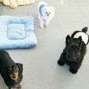 뽀송뽀송애견놀이방 이미지