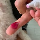 민들레동물병원 | 강아지 피부병 발사탕 고민일 때 안심하고 쓸 수 있는 호호연고 후기