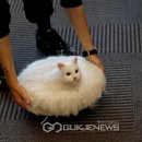 청소하는고양이 이미지
