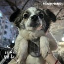 1859 | [❤️입양후기❤️] 1859. 마리🐶