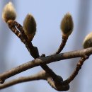 꽃봉우리 이미지