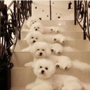 프리제(frise) 이미지