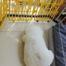 오늘도이쁘개 이미지