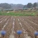 마을농장 | 창원 동읍 다호리 주말농장 분양신청 후기ㅣ다호체험마을 텃밭키우기