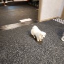 힙독 애견카페 이미지