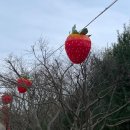 소요1배수장 | [논산딸기축제] 차량문제 최악 | 제1주차장이용 :: 장단점 후기