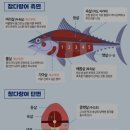 아이참치회포장 이미지