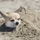 스마트동물병원 이미지