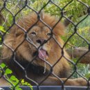 "걸어봐 위엄 like a lion~" 🦁 이미지