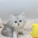 야옹아 멍멍해봐 아산점 이미지