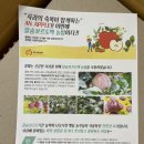 달프루티 햇살구슬 부사사과 미세기스 후기