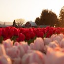 현지 여행 일본어(야간) 이미지