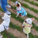 6월의 우리개 <b>봄봄</b>이 자랑????