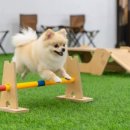 어서오시개냥 애견펜션 이미지