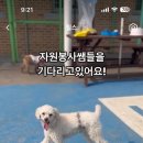 비주앙쥬 이미지