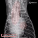 사하동물병원 이미지