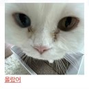 三