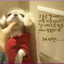 강아지 마음 이미지