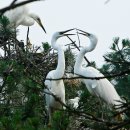 백로마을 이미지