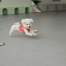 오늘유치원 | 오늘도 애견유치원 다녀왔어요! 인천 애견유치원 후기