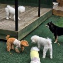 애견호텔 나무야 이미지