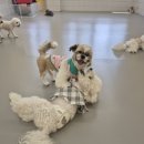 바미애견유치원 이미지