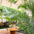 그린파파야 | 식물에 진심인 청주 카페, "그린파파야 식물 카페 &amp; 베이커리" 후기~