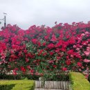 츄츄바 네이버블로그