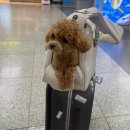 관전로 | 제주여행 下(오빠랑 누월이랑)