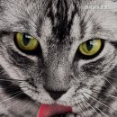 청려원동물병원 이미지