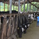 석현목장 이미지