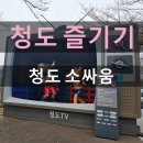 청도분식 | 청도 가볼만한 곳 청도 소싸움 6세 아이랑 관람후기