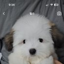 개귀여워 이미지