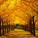 10월16일(일) 비밀의 정원 홍천 은행나무 숲과 맛집 이미지