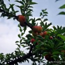 세광농원 이미지