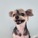 애견미용실 이미지