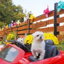 이브겨울이네펜션 이미지