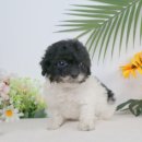 송현동 강아지 이미지