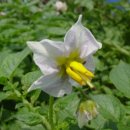 감자꽃필무렵 이미지