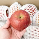 아침농원 | 임산부 아침식사 추천 정담아농원 부사사과 청송사과